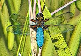 Dragonfly — saltar a navegación, búsqueda dragonfly significa libélula en inglés. Dragonflies Learning To Swim Before They Fly The Adirondack Almanack