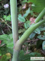 Image result for Pimpinella afra