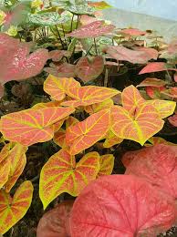 Pin De Tiina Salmi Em Caladium Orquideas Jardinagem Plantas