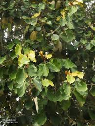 Image result for Pterospermum acerifolium