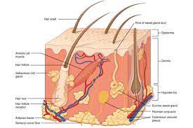 The Layers Of The Integumentary System Skin Anatomy Anatomy And Physiology Integumentary System