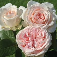 9 Proudly South African Roses