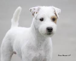 Hi my name is marzi! Pin On If I Had A Pet Farm And 10 Pooper Scoopers