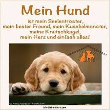 Mein Hund Ist Mein Seelentroster Mein Bester Freund Mein Schmusemonster Mein Labrador Retriever Hunde Spruche Tiere Hund Zitat