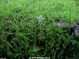 Image result for Habenaria disparilis