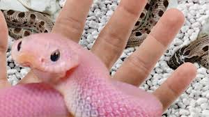 Pet reptiles choose from a variety of pet reptiles for sale including snakes, lizards, turtles and more. Hatched Pink Hognose Snakes Insanely Cool Brian Barczyk Youtube