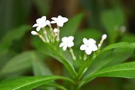 Image result for Rauvolfia mannii