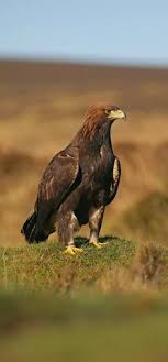 Birds Of Prey Cape Cod Pin On Eagles