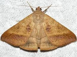 Image result for Disperis sp. nov. aff. macowanii