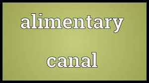 Alimentary Canal Meaning Youtube