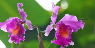 Per inciso, in lingua inglese l'albero di tromba è anche chiamato albero di tromba o, a causa della forma caratteristica del frutto, anche albero di fagioli indiani. Le Specie Di Orchidea Cattleya