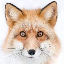 Join me and my fox fam in celebrating the lgbtqia+ community and. Freya The Fox Home Facebook