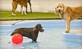 Paradise pet resort trenton tx. Up To 56 Off Pet Boarding At Paradise 4 Paws Paradise 4 Paws Pooch Hotel Groupon