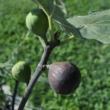 We did not find results for: Chicago Hardy Fig Fig Trees Stark Bro S