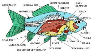 Sistem peredaran darah pada vertebrata. Sistem Ekskresi Pada Hewan Invertebrata Vertebrata Mamalia