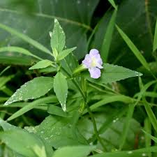 Image result for Mimusops aedificatoria