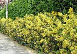 Fiori a grappoli gialli verdognoli : Giardini Mgf Le Varieta Piu Adatte Per Siepi Medie 120 200 Cm