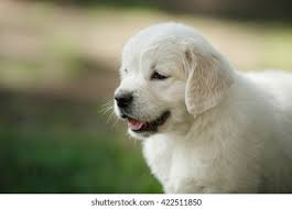 Little Puppy Golden Retriever Sitting Summer Stock Photo Edit Now 422511850