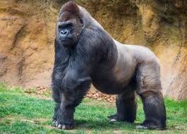 Maybe you would like to learn more about one of these? Gorilla Vs Lion Russel S Battle Blog