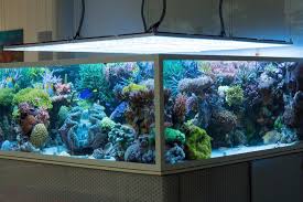 Gallery Triton Display Tank Triton Gmbh Aquarien Aquaristik Aquarium Terrarium