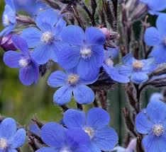 Image result for Anchusa capensis