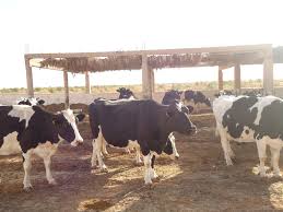 Les vaches charolaises qui sont plus gros vache du monde pour tre grandes et ont voir quelque chose avec la chianina hormis que leur veaux naissent gris et non blanc comme en charollais sont finalement assez petite vis vis d'une bte qui mesure 1,94 m mais on ne nous dit pas si c'est au garrot. Decryptage Pourquoi L Algerie Ne Produit Pas Le Lait Qu Elle Boit Algerie Part