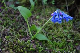 We were determined not to miss it this year. Wildflowers Of The Inland Pacific Northwest Photos By Rich Leon Sierra Club