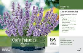 Proven winners® perennials hardiness zone: Nepeta Cat S Pajamas Catmint 11x7 Variety Benchcard Proven Winners