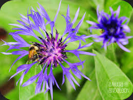 These perennial flowers will stay in bloom for weeks or repeat bloom during the season, giving you good choices: Macro Photography What S Blooming In My Garden Now This Purple Spiky Flower Bachelor S Button Cornflower Sartorius Montana What Is It Wildbraidart