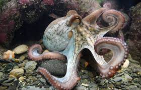 Yes The Octopus Is Smart As Heck But Why Published 2018 Octopus Animal Intelligence Giant Squid