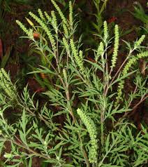 Image result for Pegolettia senegalensis