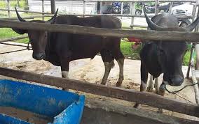 November 25, 2017november 25, 2017 lembumurah. Pemko Palangka Raya Bagikan 150 Sapi Kurban