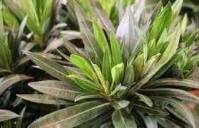Lause Am Oleander Diese Hausmittel Helfen Gegen Gelbe Blattlause Gartendialog De In 2020 Schildlause Hausmittel Gegen Blattlause Pflanzenteile