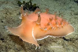 Image result for Tritonia moggii