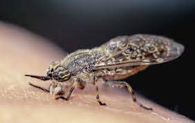 How can i get rid of black flies on my horse? Horsefly Bites How To Tell When You Ve Been Bitten And What You Should Do To Treat One The Irish News