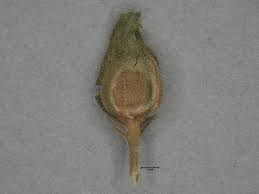 Image result for Bacopa floribunda