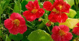 Image result for Nasturtium