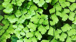 Powdery mildew is a common plant disease that attacks ferns, as well as roses, garden vegetable plants and other types of houseplants. Maidenhair Fern Burke S Backyard