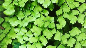 On the adiantum raddianum, the older foliage is dry and droopy, and the ends of the fronds are very brown. Maidenhair Fern Burke S Backyard