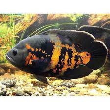 High quality oscar fish gifts and merchandise. Red Tiger Oscar Fish à¤'à¤¸ à¤•à¤° à¤®à¤›à¤² à¤'à¤¸ à¤•à¤° à¤« à¤¶ In Thane West Thane Javed Fisheries Id 4935309955