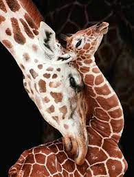 Pin By Anna On Animals I Animals Animals Cute Animals Nature Animals