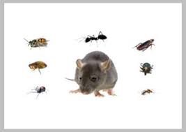 Dna/rna stabilization kits preserve samples for easy storage and transport. Pest Control Pest Control Service Arlington Texas