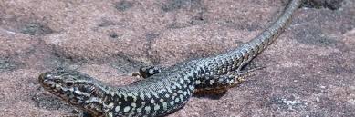 Eidechsen Im Garten Halten Bakizu