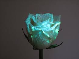 Maybe you would like to learn more about one of these? Galassia Rose Glowing Flowers Dark Flowers Glow In The Dark