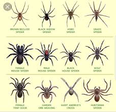 Black And Yellow Striped Spider Australia Pin On Insests Reptiles Butterflies Dragonflies