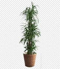 The large plant has large green leaves and elegant white flowers. Green Large Leaf Plant Potted Green Leaves Potted Potted Flowers Png Pngegg