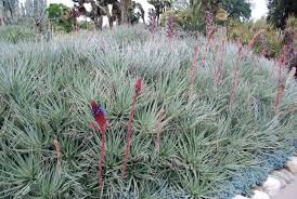 Image result for Pycnostachys coerulea