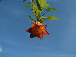 Image result for Canarina