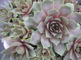 Pin On Sempervivum Hens Chicks