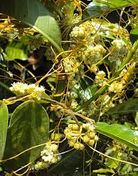 Image result for Cuscuta kilimanjari